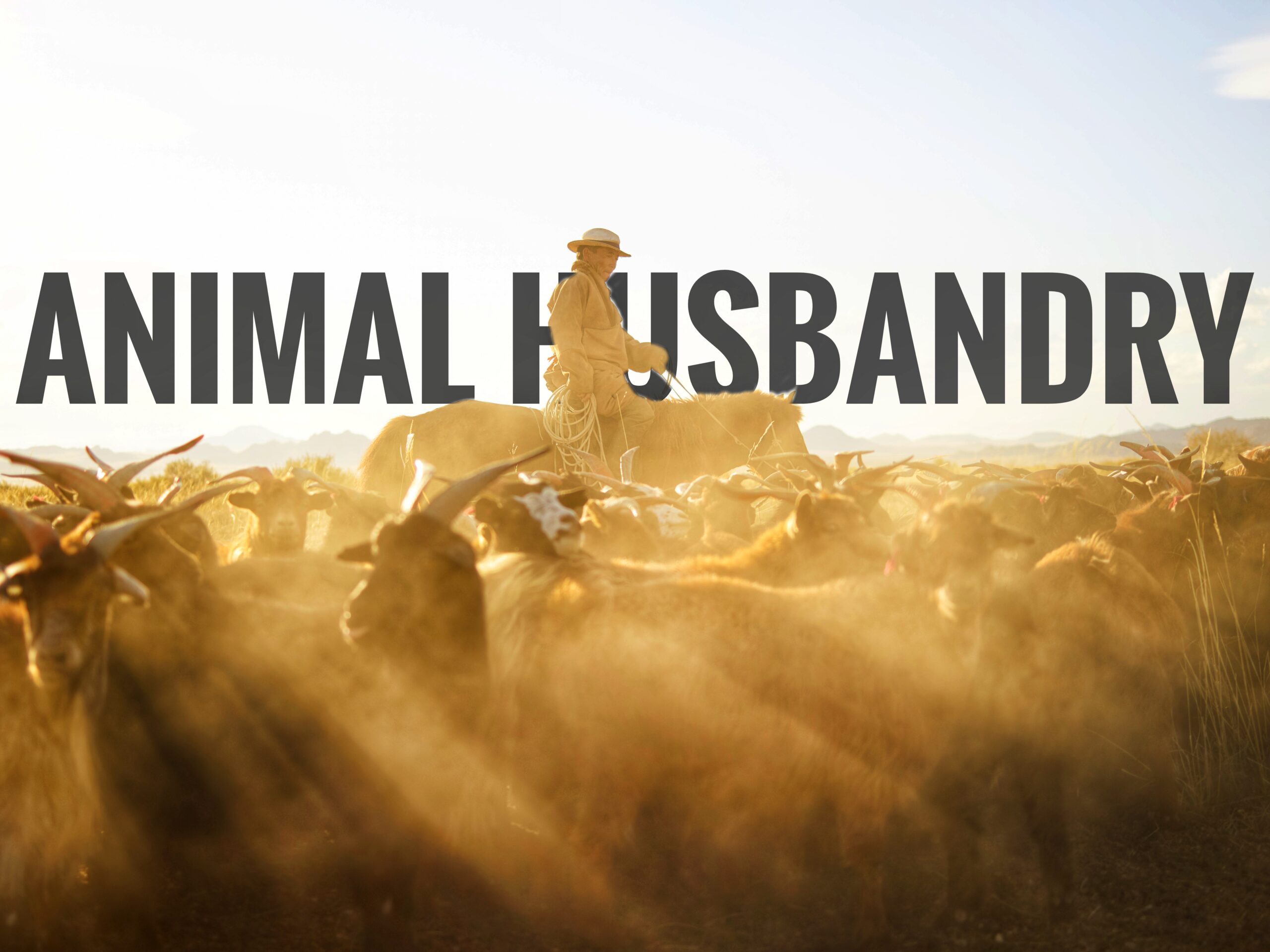 Animal husbandry - Myfarmspace.com